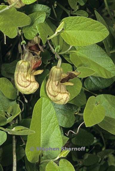 aristolochia californica 1 graphic